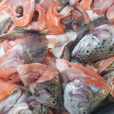 лосось рыба: Суп набор из форели. 1 кг 100 сом. замороженная. вкусно и полезно — 1
