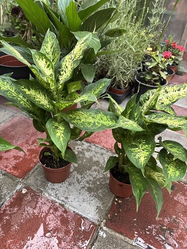 zefir bitkisi: Dieffenbachia 13azn. Hündürlüyü 35 40sm