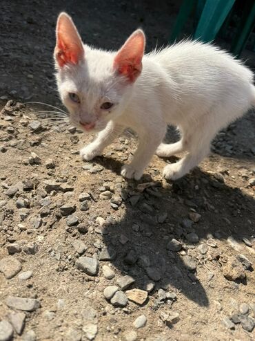Pişiklər: Dişi, Yaxşı əllərə