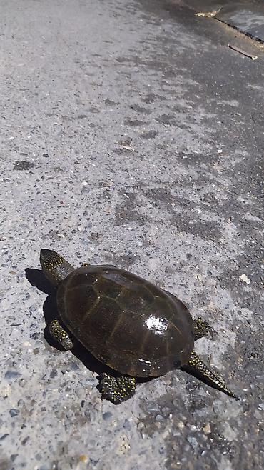Аквариумы: Tısbağa 🐢🐢🐢🐢🐢 ünvan, Bakı şəhəri, Nizami metrosu yaxınlığında — 10