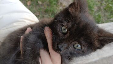 во сколько стерилизовать кошку: Черный котенок - Окрас: полностью черный, короткая мягкая шерсть