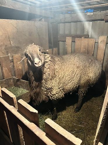 Баран, овца: Продаю | Баран (самец) — 7