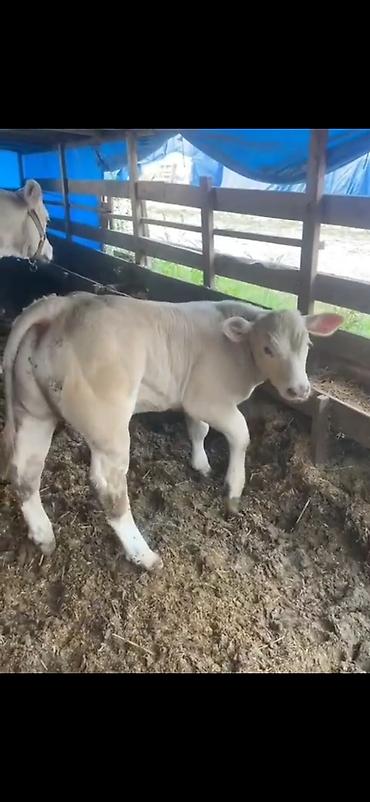 Dana, buzov: Satılır: Ətlik buzov - Cinsə bənzər: ağ rəngli, ətlik istiqamətli -da lalafo.az — 8 Dana, buzov: Satılır: Ətlik buzov - Cinsə bənzər: ağ rəngli, ətlik istiqamətli — 8