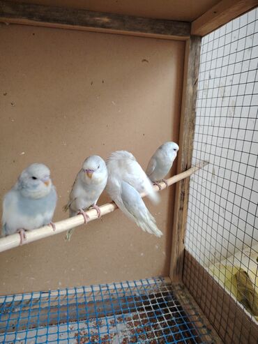 Tutuquşları: Çexlər tam sağlam quşlardı,ələ öyrətməyin tam vaxtıdı, iki üç — 1