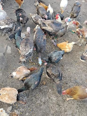 Другие с/х животные: Продаются сельскохозяйственные птицы смешанного поголовья для — 12