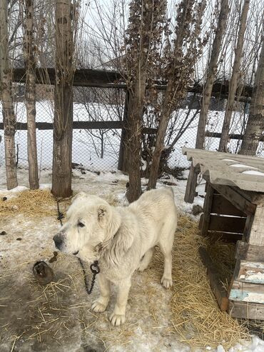 продажа домашних кур: Алабай, Более 5 лет, Самец