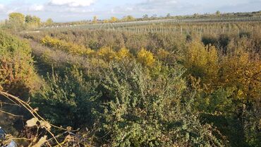 Torpaq sahələrinin satışı: 1000 sot, Kənd təsərrüfatı, Makler, Kupça (Çıxarış) — 10