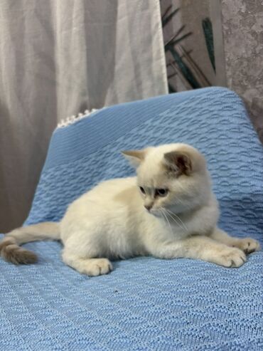 Pişiklər: Britan — 5