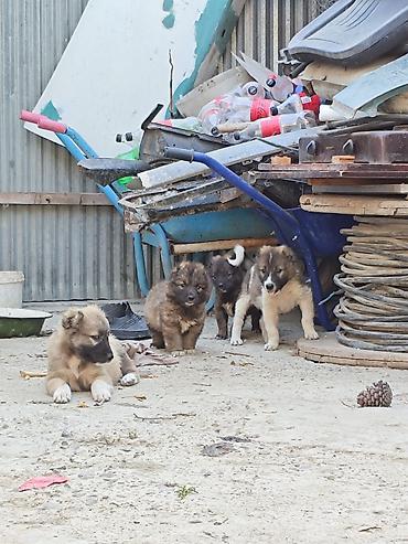 Heyvanlar: Qafqaz çoban iti, 1 ay, Erkək, Peyvəndli, Ödənişli çatdırılma, Rayonlara çatdırılma, Ünvandan götürmə — 7