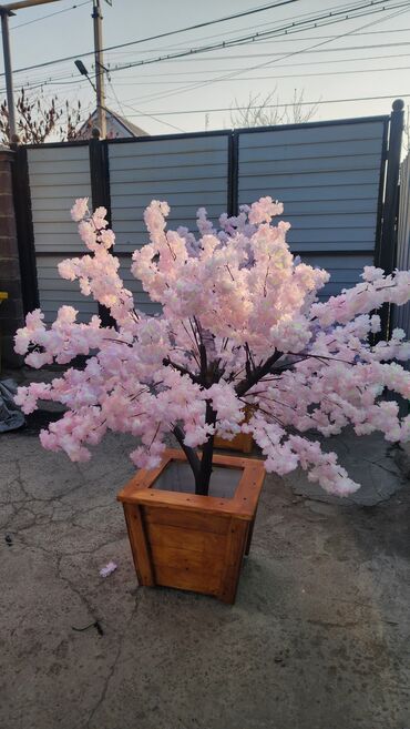 Декоративные цветы: Сакура искусственное дерево высота 2 м ширина 2 м цена от 1000 сом at lalafo.kg — 26 Декоративные цветы: Сакура искусственное дерево высота 2 м ширина 2 м цена от 1000 сом — 26
