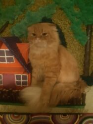 ən ucuz pişiklər: Шотландская, Самец, В добрые руки