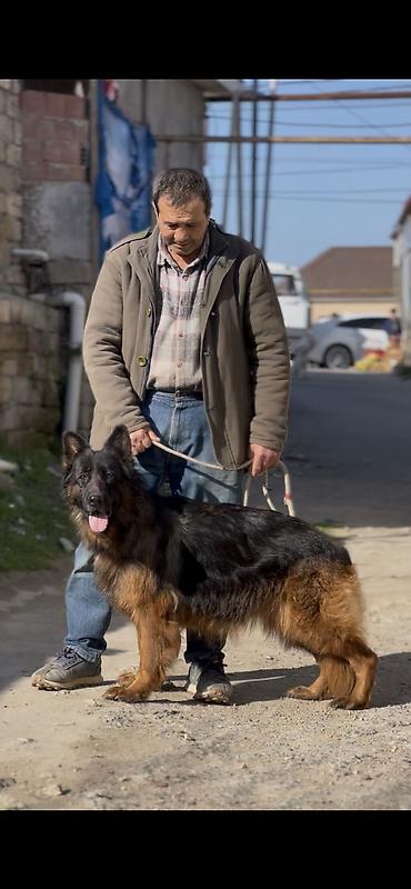 xasqi itler: Alman çoban iti, 8 il, Dişi, Sənədli — 5