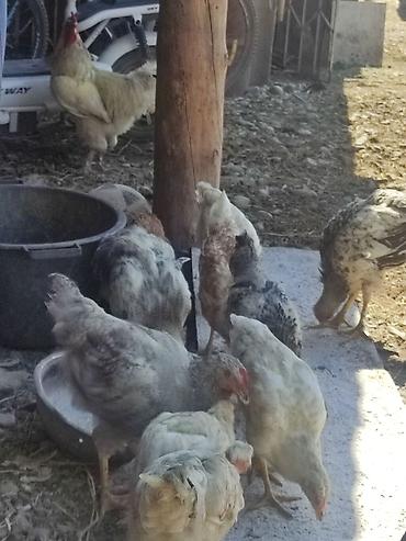 несушки куры: Продаю | Куры | Домашняя | Несушки — 1