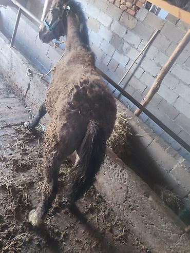 Лошади, кони: Продаю | Жеребенок — 10