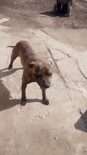 Продажа собак: Собака среднего роста, крепкого телосложения. Окрас тигровый — 4