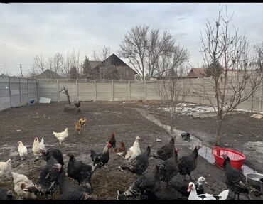 Продажа домов: Дом, 80 м², 4 комнаты, Собственник, Евроремонт — 14