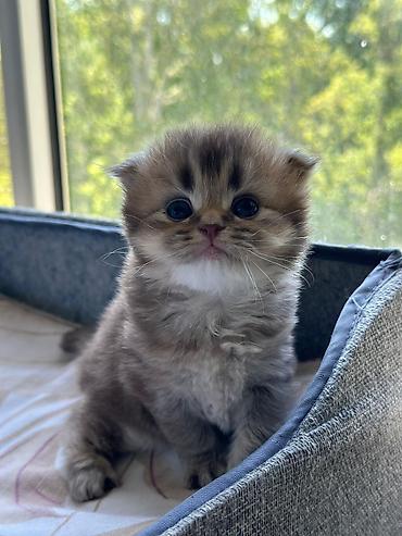 Pişiklər: Şotland — 1