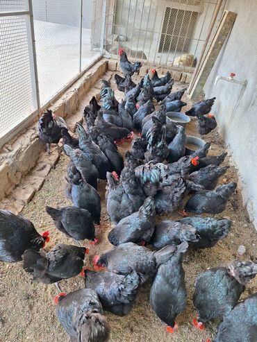 Toyuqlar: Toyuq, Australorp, Damazlıq, Ünvandan götürmə, Ödənişli çatdırılma, Rayonlara çatdırılma -da lalafo.az — 11 Toyuqlar: Toyuq, Australorp, Damazlıq, Ünvandan götürmə, Ödənişli çatdırılma, Rayonlara çatdırılma — 11