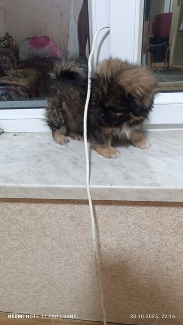 котята в баку бесплатно 2020: Pekines, 2 ay, Erkek, Peyvəndli, Pulsuz çatdırılma