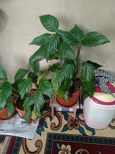 Другие комнатные растения: Срочна ❗ Комнатный гулдордун турлору коп. Баарын жакшы баада берем — 8