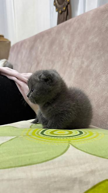 Кошки: Шотландская вислоухая — 6