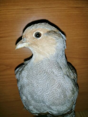 Ptice: Preparirana ptica — 5