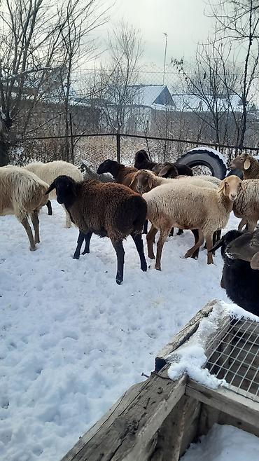 Баран, овца: Продаю | Овца (самка) | Полукровка | Для разведения | Племенные — 10