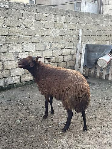 qala sortu qoyunlar: Temiz mor karaman cinsidir 1 yaş 2 aylıqdlr başqa qoyunlarda var — 3