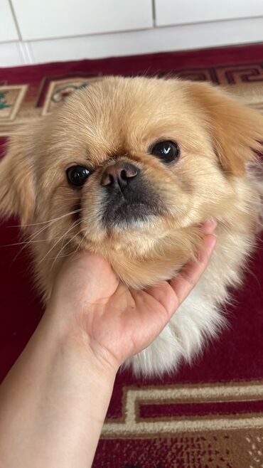 İtlər: Pekines