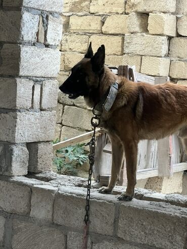 İtlər: Belçika çoban iti, 2 il, Erkek, Peyvəndli — 18