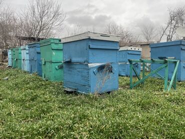 улья пчелы: Продаю улья 2 500 тыс домик 10 000 тыс