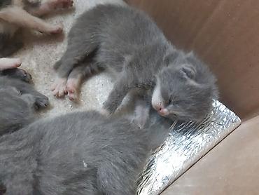 лотки для котят: Котята, помёт из 5 малышей. - Окрасы: несколько серых (голубых) с — 3