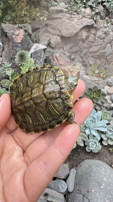 маленькие котята даром: 🌿 Живой уголок у вас дома! 🌿 Предлагаем всё необходимое для