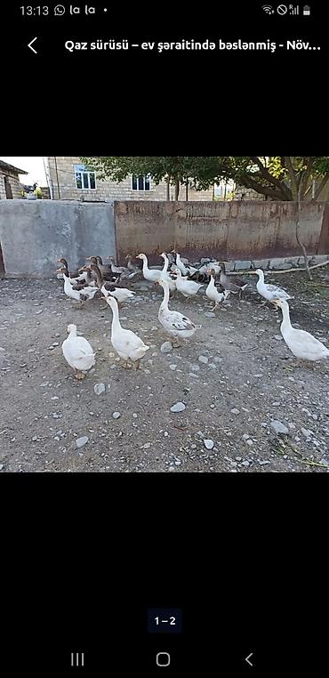 ordək balası və cucə: Erkək, Damazlıq — 1