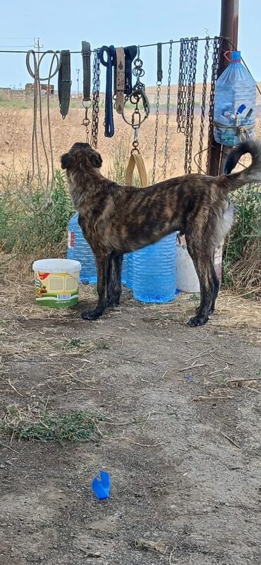 oğlan it adları: Kanqal, 5 ay, Erkek, Peyvəndli, Ödənişli çatdırılma