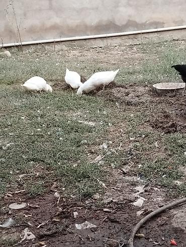pavlin goyercin satisi: Pekin ordenləri satilir Xüsusiyyətlər: - Ağ rəngli, ətli-tip ördəklər — 1