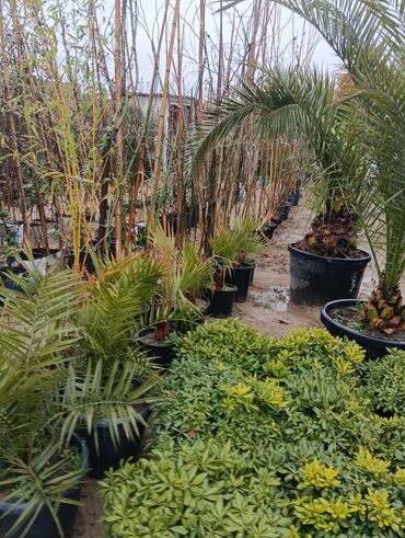 Tinglər: Gul cicek agaclarin satisi torf gubresi satilir 300den yuxari alana — 16