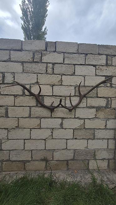 cilədağı bitkisi qiymeti: Məhsul: Təbii maral buynuzu dəsti (cüt) Təsvir: - Təbiətdən — 6