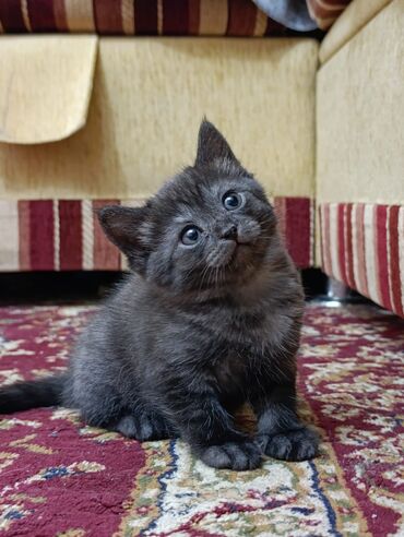 Продажа кошек: Продаются котята шотланской породы at lalafo.kg — 5 Продажа кошек: Продаются котята шотланской породы — 5