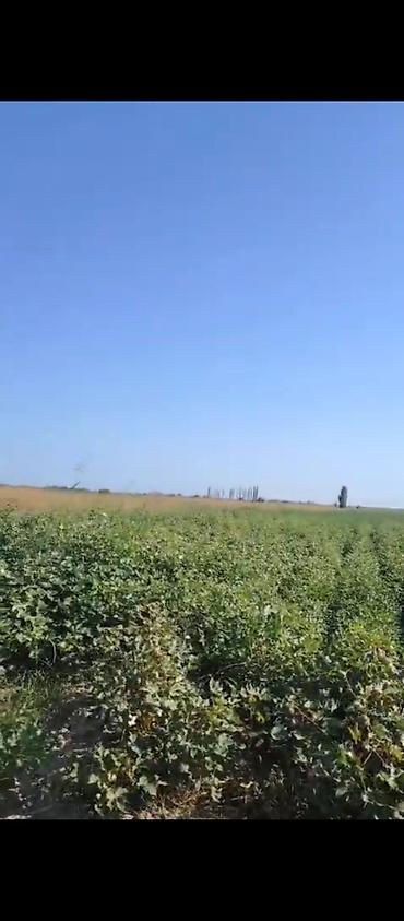 gəncə kirayə: 45 sot Kənd təsərrüfatı, Kommunal xətlər qoşulmayıb — 2