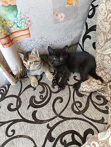 котёнок токмок: Котята в добрые руки.2 месяца.Кушают сами.К лотку приучены — 2