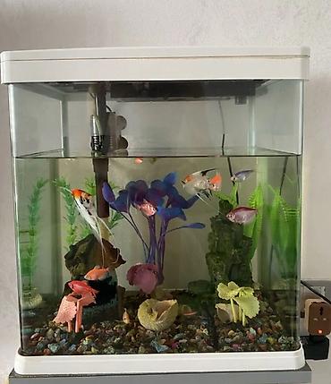 heyvan şəkilləri: Dördbucaq akvarium, Balıqlarla birlikdə, 30 l — 3