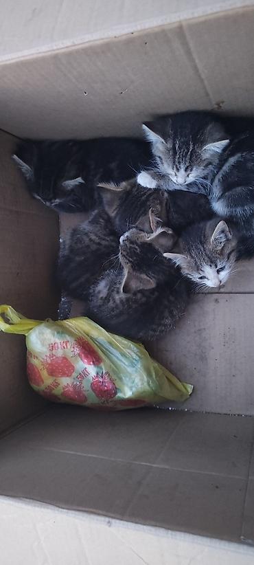 Продажа кошек: Бесплатно передадим в добрые и заботливые руки 🐾 Домашние спокойные — 3