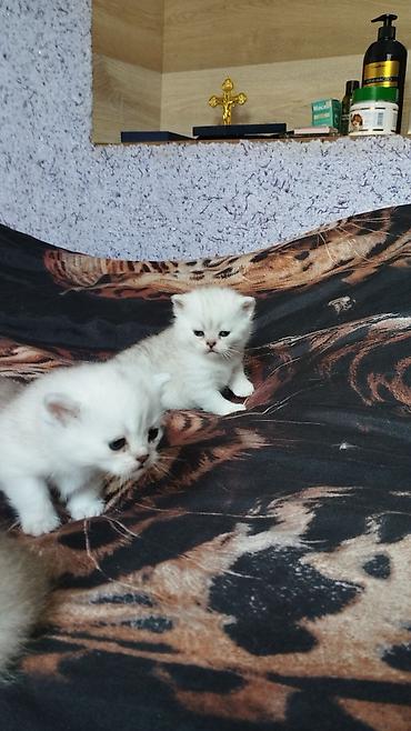 кошка породистый: Готовы к продажи чистокровные котята породы Шотландские ( скоттиш фолд — 7