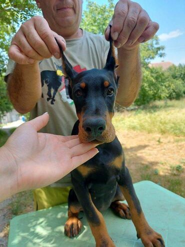 Pets & Animals: Dostupno crno žensko štene dobermana, stara 3 meseca, kupirana