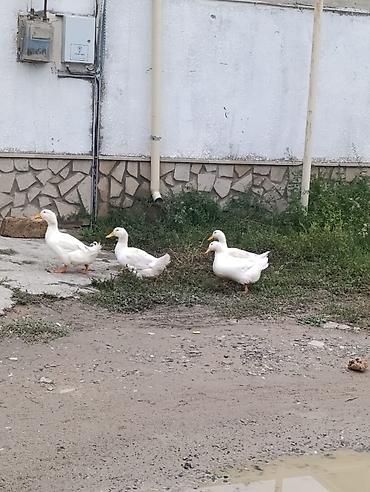 coban it adlari: Ağ ördək dəstəsi pekin ördekleri satılır 4 ededdi 1 xoruz 3 fere — 1