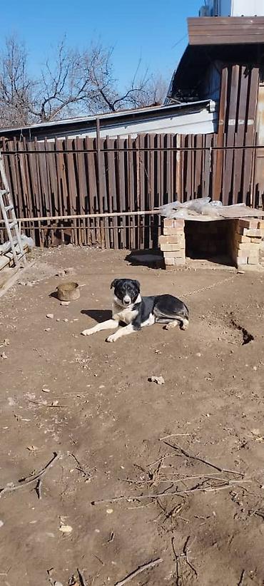 Другая автоэлектроника: Продаю контроллер 96-120 v 8- 15 kw с программным обеспечением,ЭБУ — 18