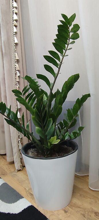 Замиокулькас (Долларовое дерево): Замиокулькас (Zamioculcas zamiifolia) в декоративном пластиковом — 11