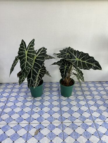 сколько стоит сметана в бишкеке: Алоказия «Полли» (Alocasia x amazonica) в пластиковом горшке. -