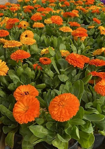 çöl bitkiləri: Məhsul: Qazanlı nərgizçiçəyi (Calendula officinalis) – dekorativ — 1